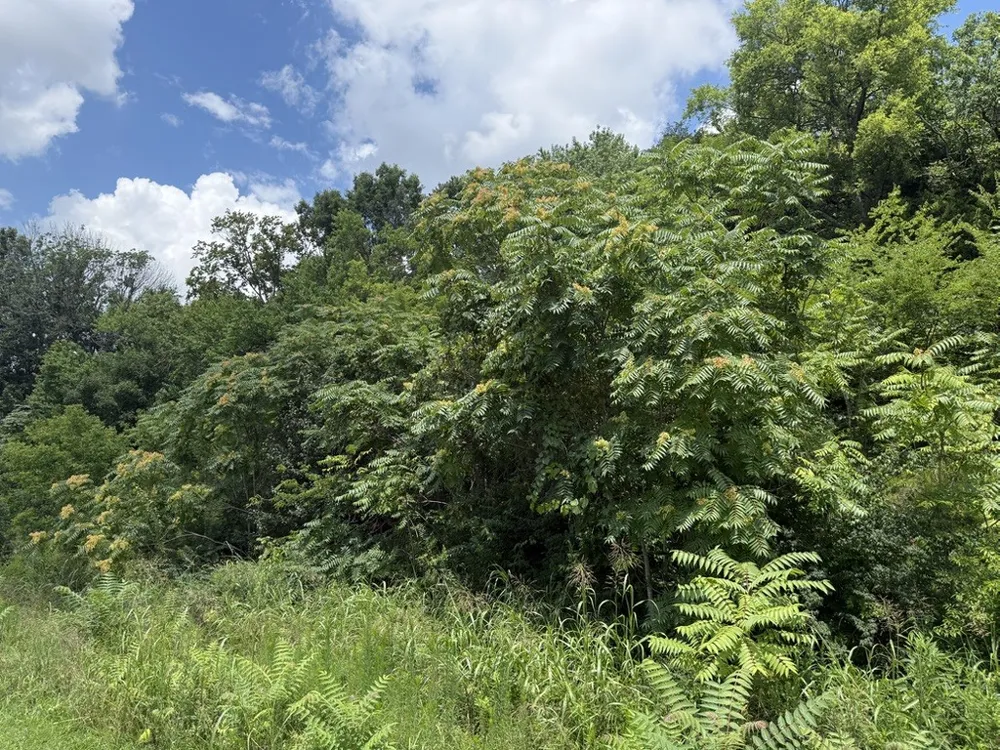 0 Liberty Pike Franklin, TN 37067