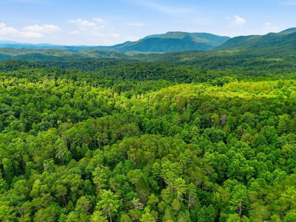 2 Dog Hollow Road Reliance, TN 37369