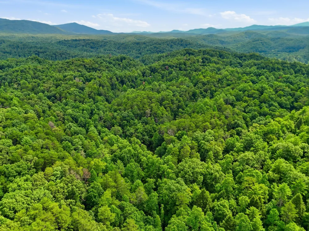 2 Dog Hollow Road Reliance, TN 37369