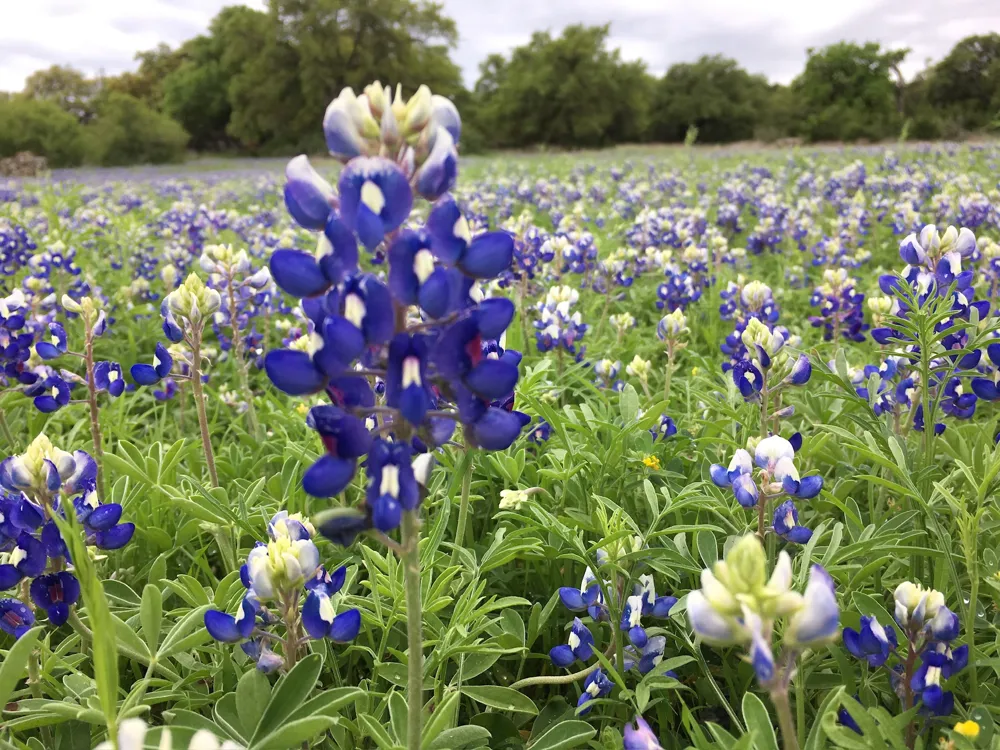 12501 Fitzhugh Road Austin, TX 78736