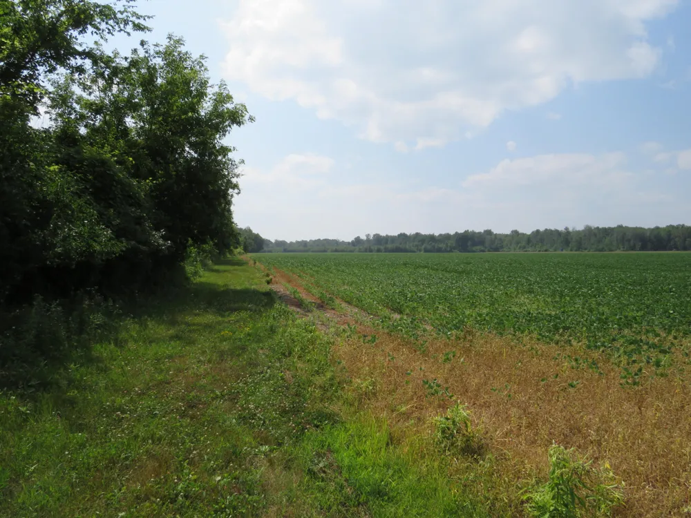 NE County Line Road Coleman, MI 48618