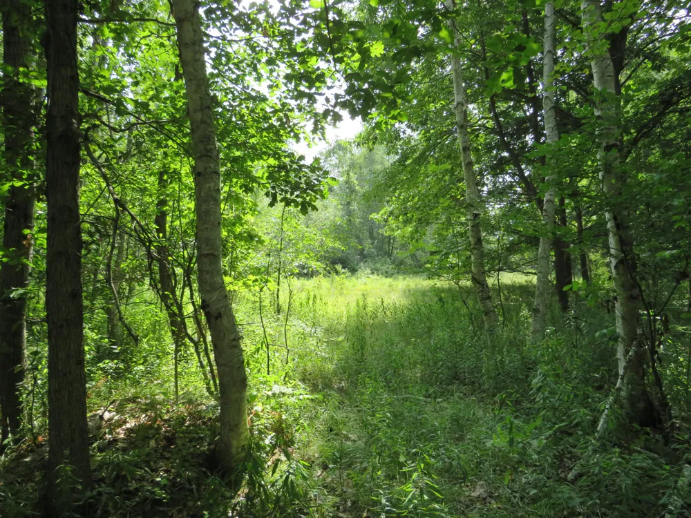 NE County Line Road Coleman, MI 48618