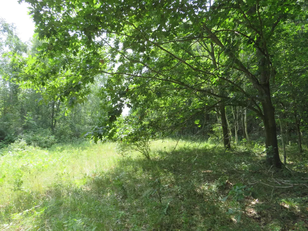 NE County Line Road Coleman, MI 48618