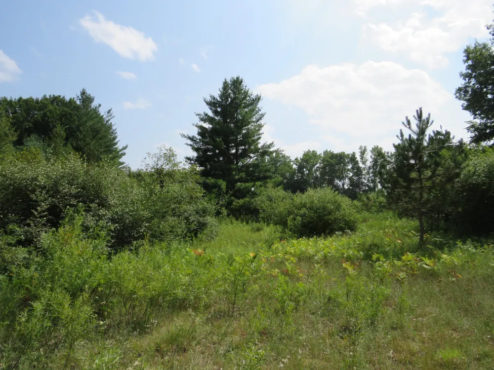 NE County Line Road Coleman, MI 48618