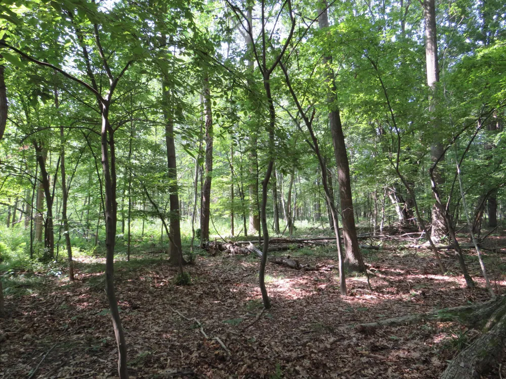 NE County Line Road Coleman, MI 48618