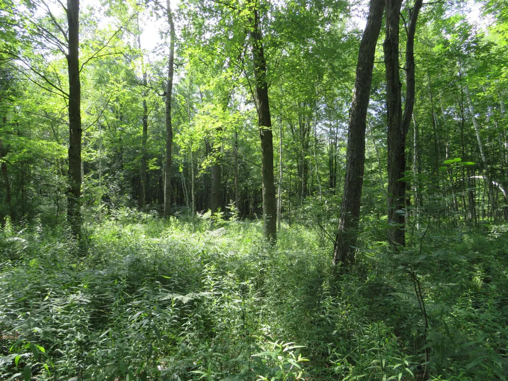 NE County Line Road Coleman, MI 48618
