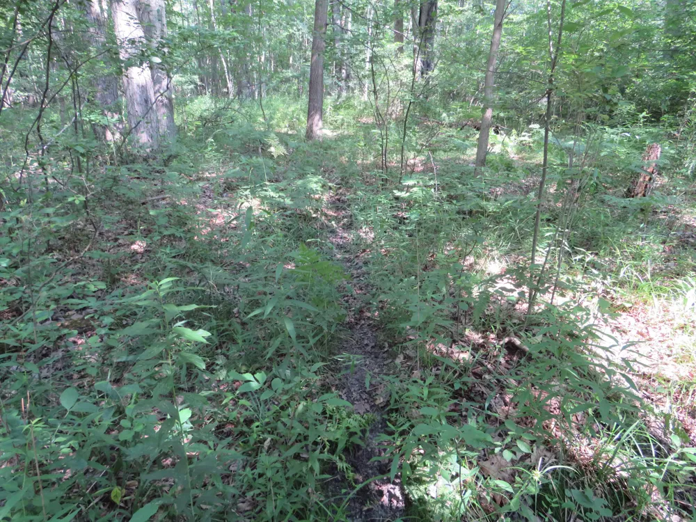 NE County Line Road Coleman, MI 48618