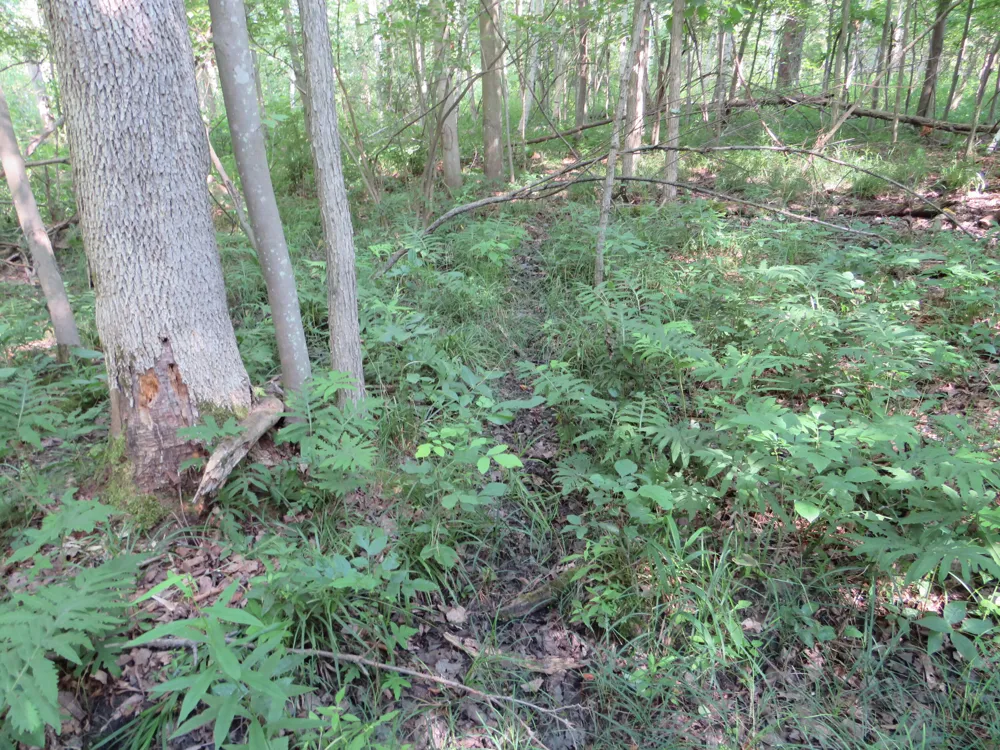 NE County Line Road Coleman, MI 48618