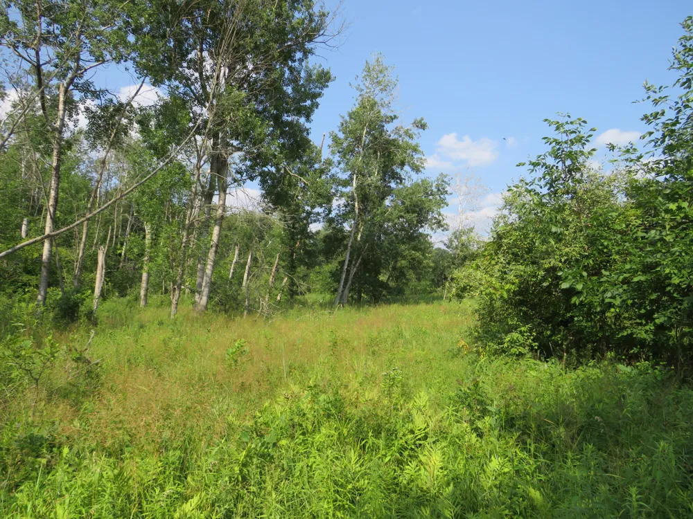 NE County Line Road Coleman, MI 48618