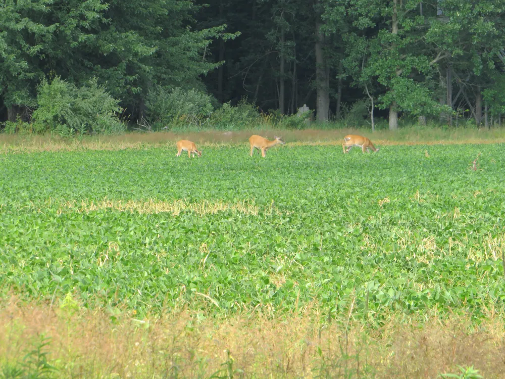 NE County Line Road Coleman, MI 48618