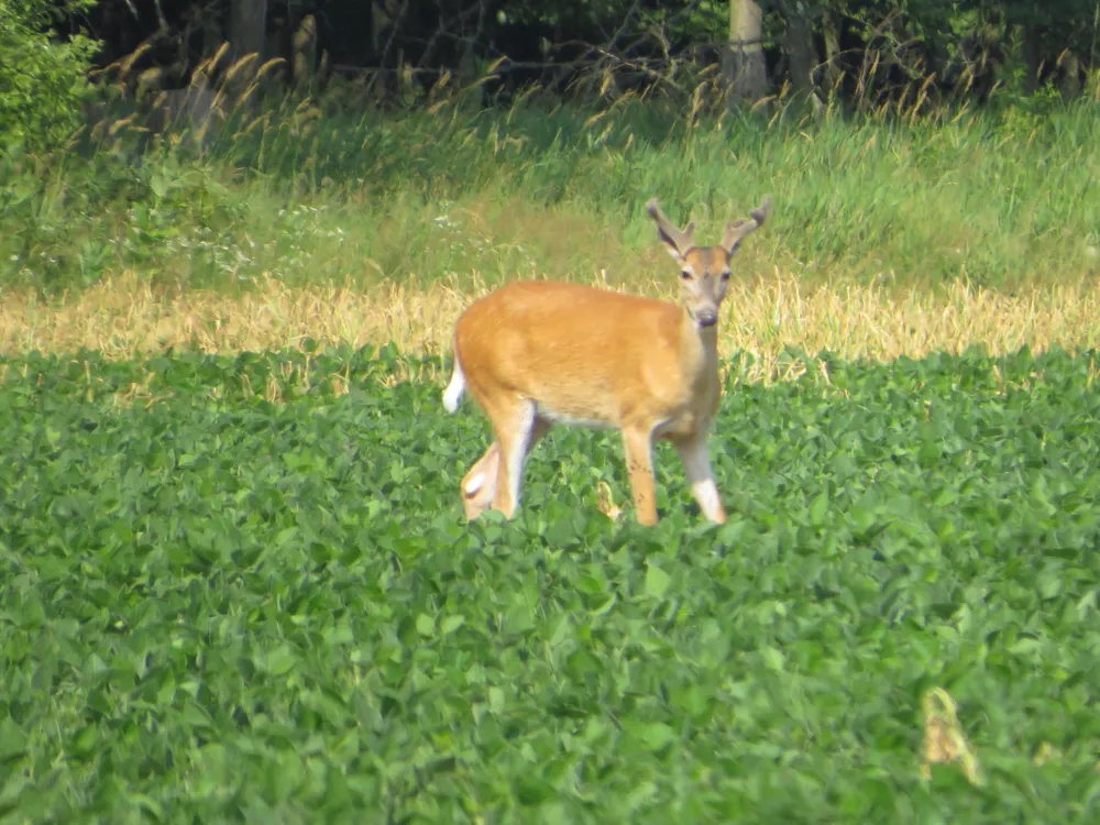 NE County Line Road Coleman, MI 48618