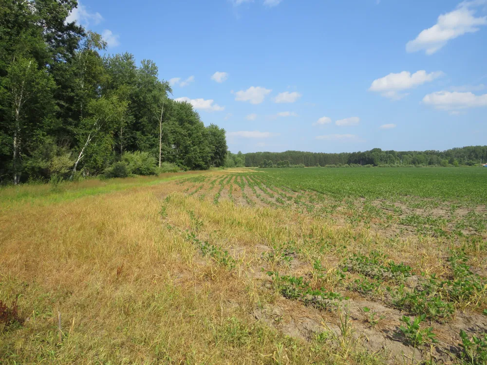 NE County Line Road Coleman, MI 48618