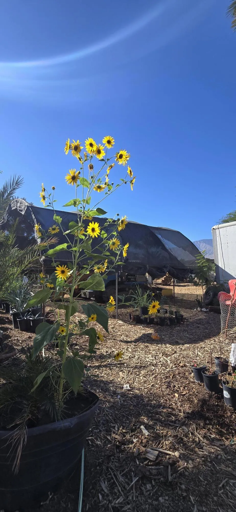 76850 Pierce Street Thermal, CA 92274