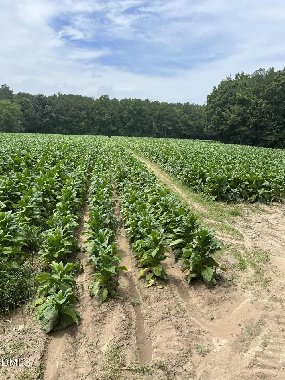0 Off W Old Spring Hope Road Middlesex, NC 27557