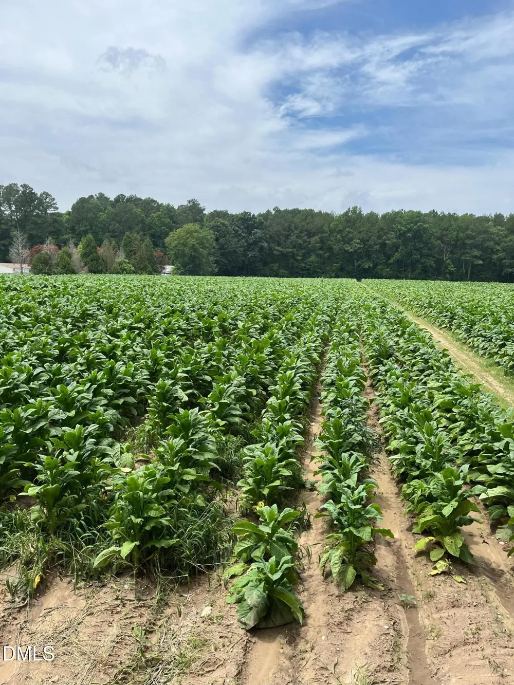 0 Off W Old Spring Hope Road Middlesex, NC 27557