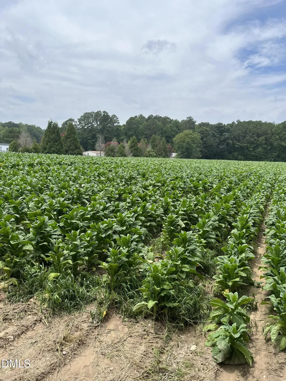 0 Off W Old Spring Hope Road Middlesex, NC 27557