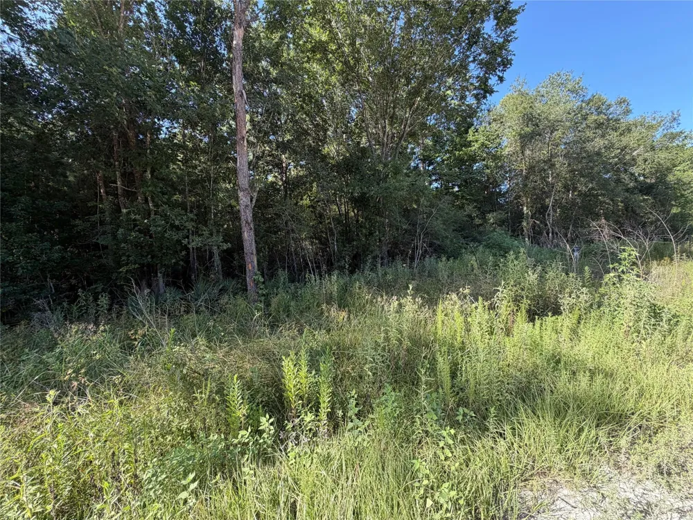 51 Black Cat Road Sour Lake, TX 77659
