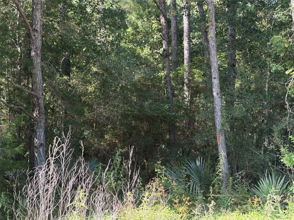 51 Black Cat Road Sour Lake, TX 77659