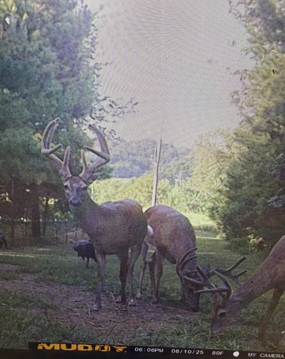 111 Gus Wallace Rd Bumpus Mills, TN 37028
