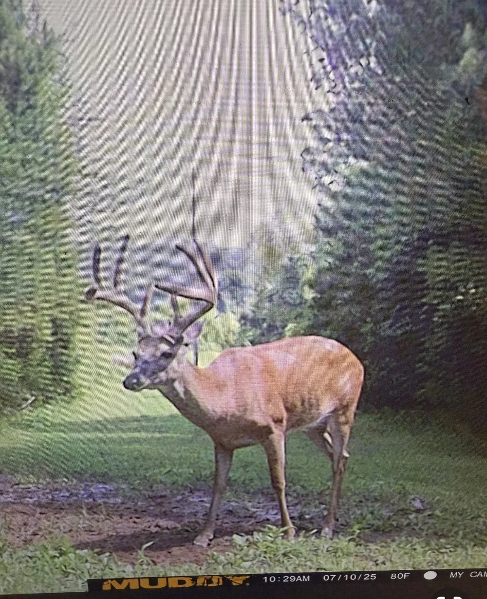 111 Gus Wallace Rd Bumpus Mills, TN 37028