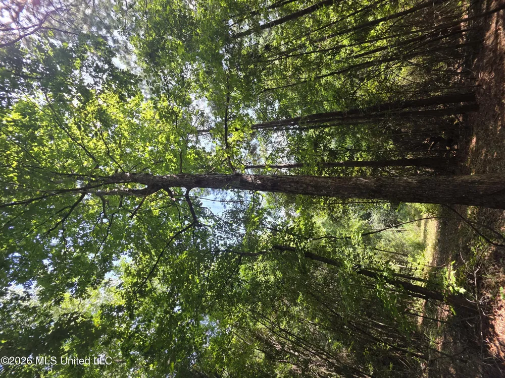 Mount Carmel Road Prentiss, MS 39474