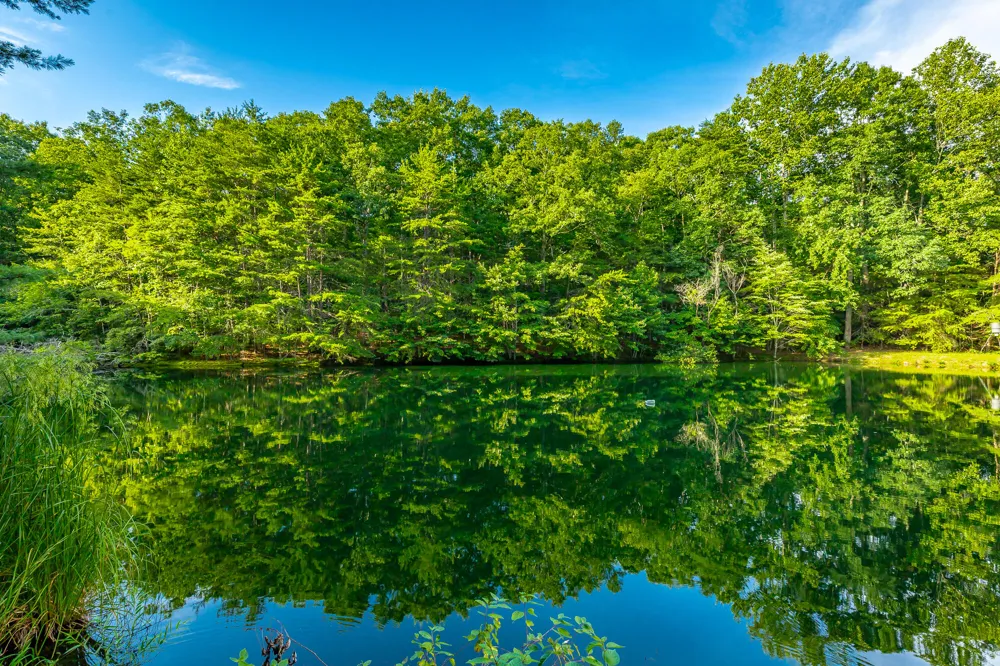 405 Plum Nelly Trail Rising Fawn, GA 30738