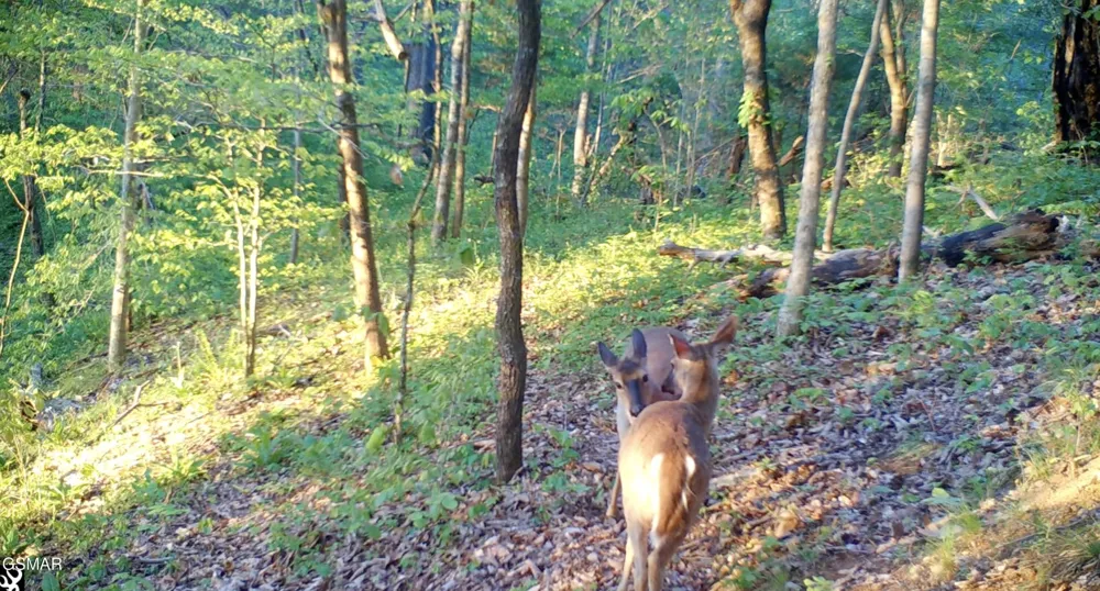 804 S Shiloh Road Seymour, TN 37865