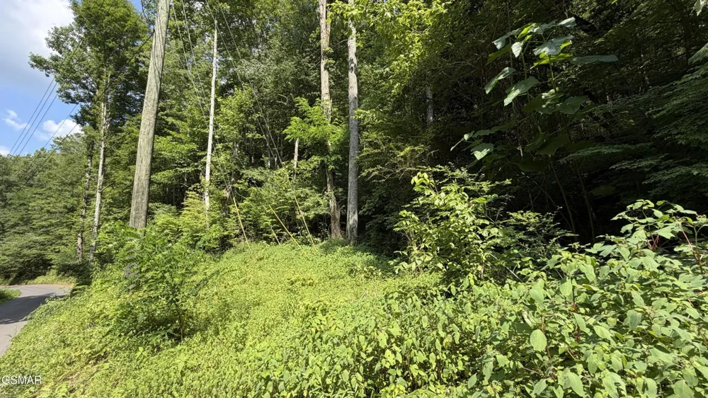 4321 Manis Hollow Road Gatlinburg, TN 37738