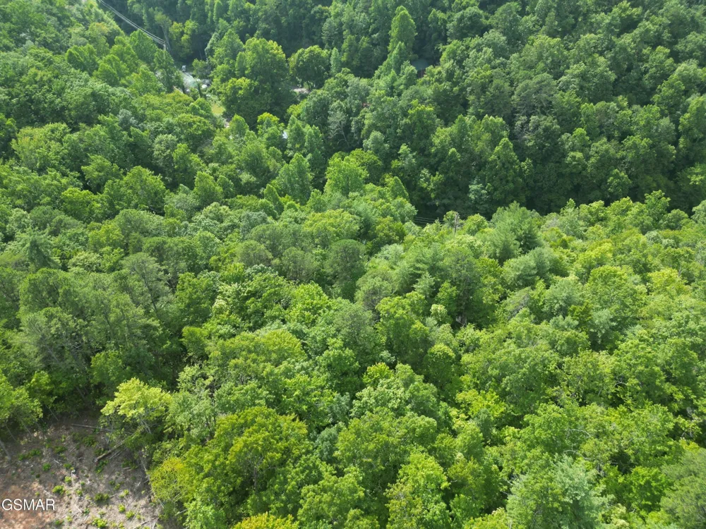 4321 Manis Hollow Road Gatlinburg, TN 37738