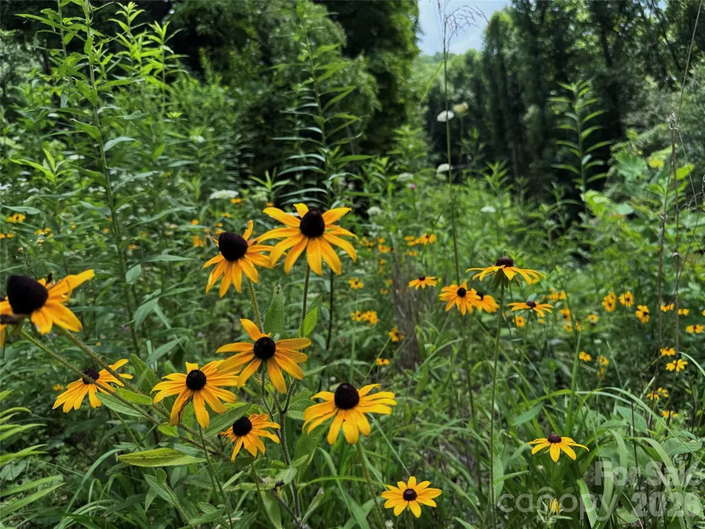 TBD Paint Fork Road Barnardsville, NC 28709