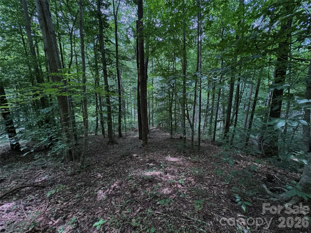 TBD Paint Fork Road Barnardsville, NC 28709
