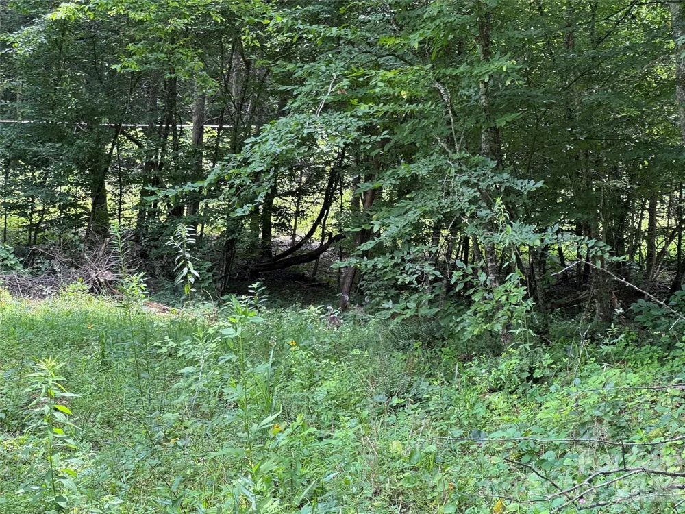 TBD Paint Fork Road Barnardsville, NC 28709