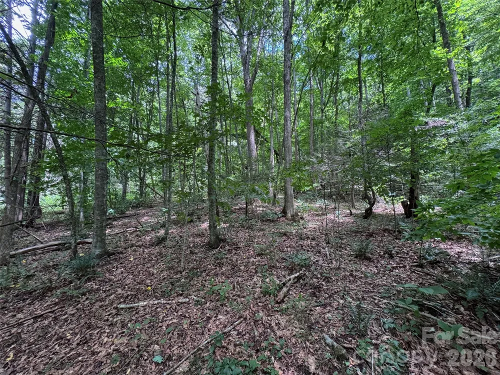 TBD Paint Fork Road Barnardsville, NC 28709