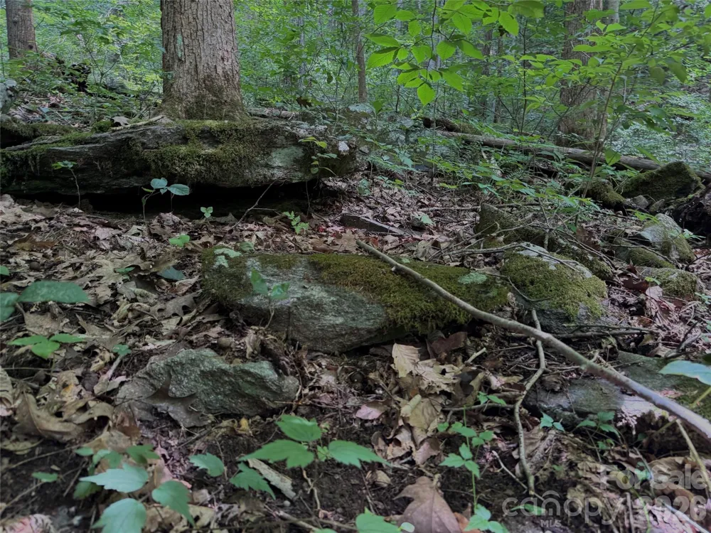 TBD Paint Fork Road Barnardsville, NC 28709