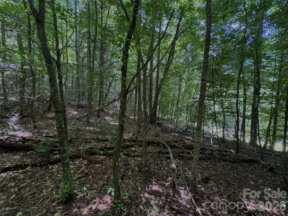 TBD Paint Fork Road Barnardsville, NC 28709