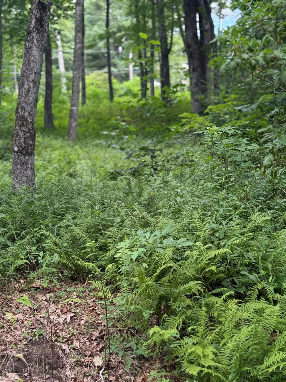 Lot 9 Apple Mountain Lane Highlands, NC 28741