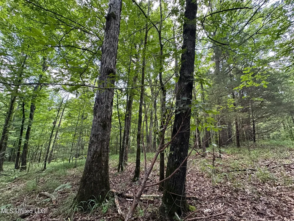 1 Rockport Road Lexington, MS 39095