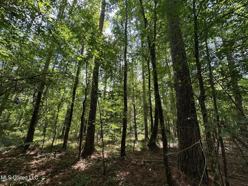 1 Rockport Road Lexington, MS 39095