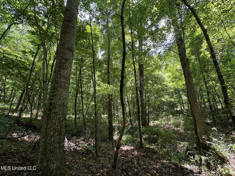 1 Rockport Road Lexington, MS 39095