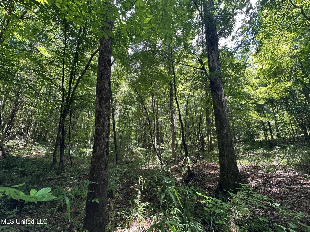 1 Rockport Road Lexington, MS 39095