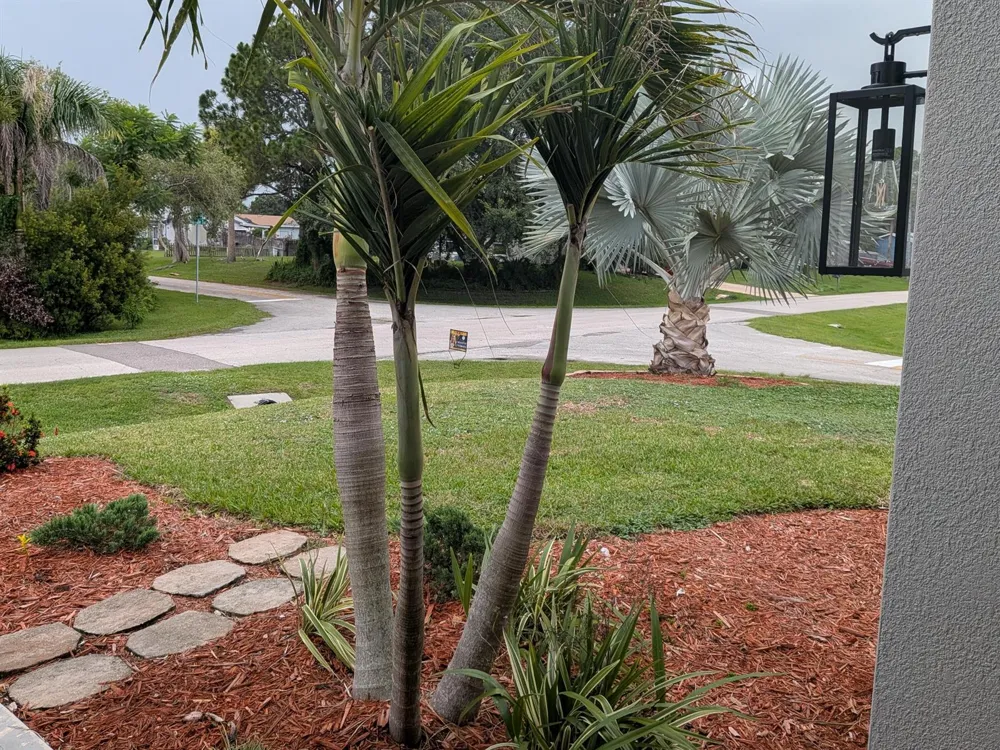 261 MIDVALE TERRACE Sebastian, FL 32958