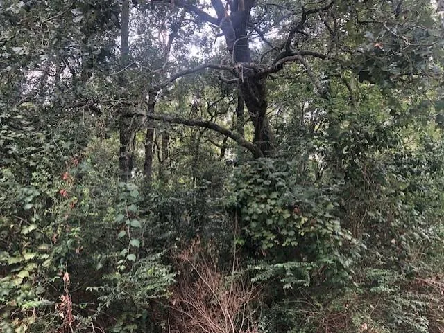 Moye Rd Votaw, TX 77374