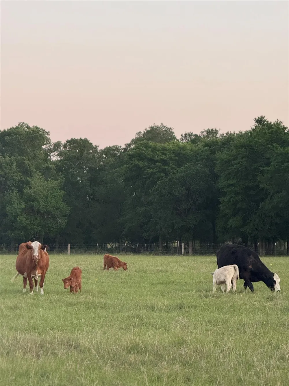 11581 County Road 419 Navasota, TX 77868