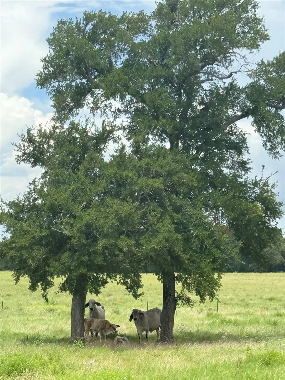 11581 County Road 419 Navasota, TX 77868