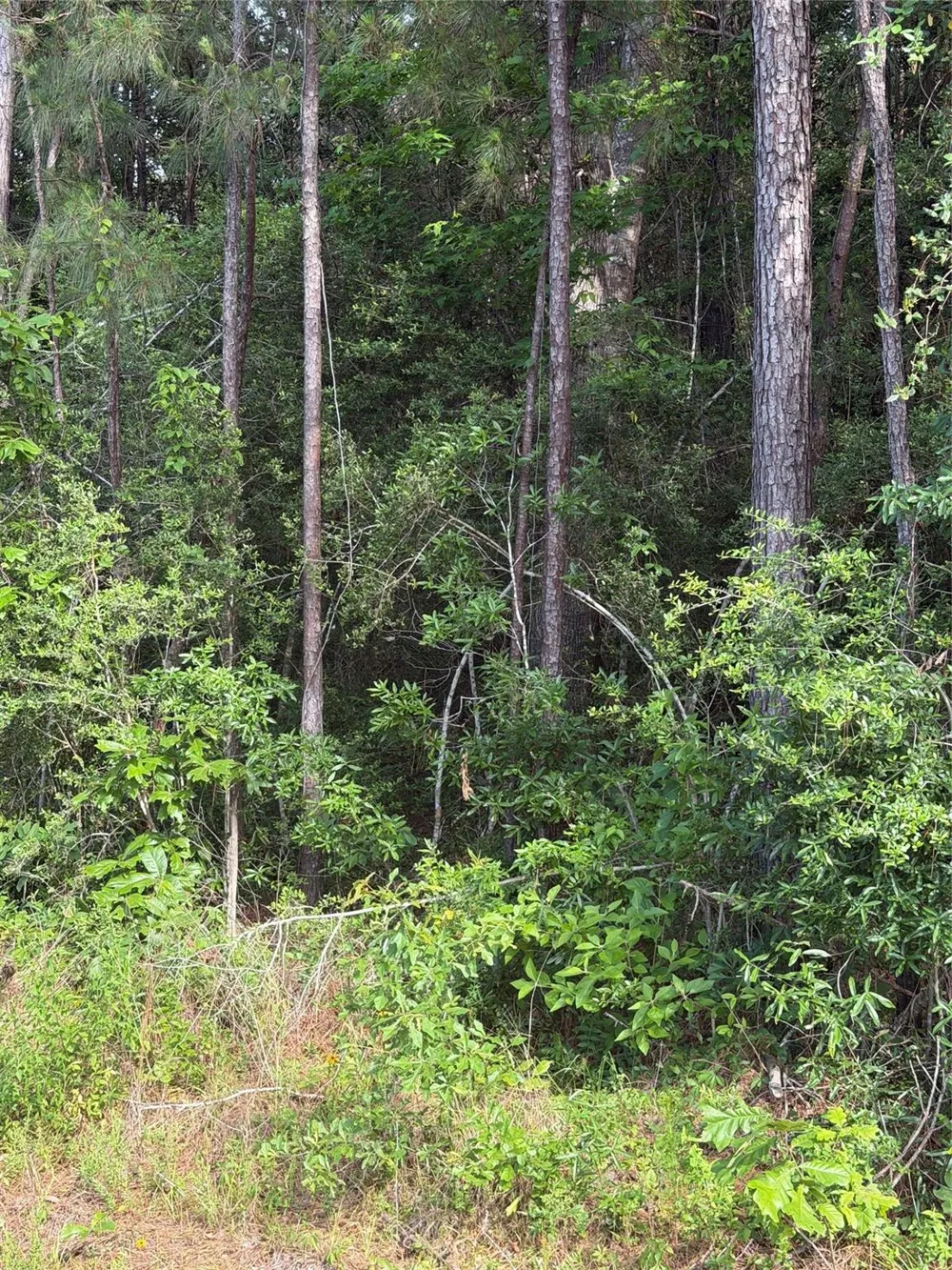 Fm 1127 Road Shepherd, TX 77371