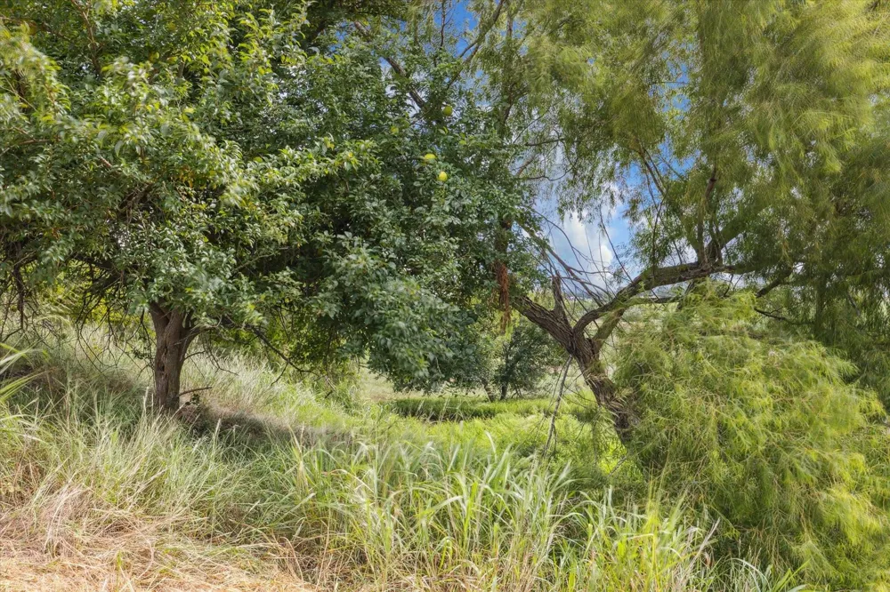 230 Vineyard View Trail Lot 24 Carmine, TX 78932