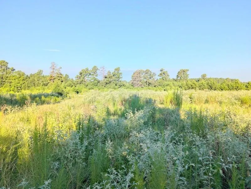 County Road 3385 Lovelady, TX 75851