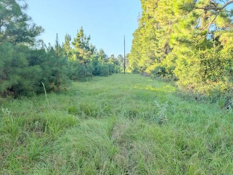 County Road 3385 Lovelady, TX 75851