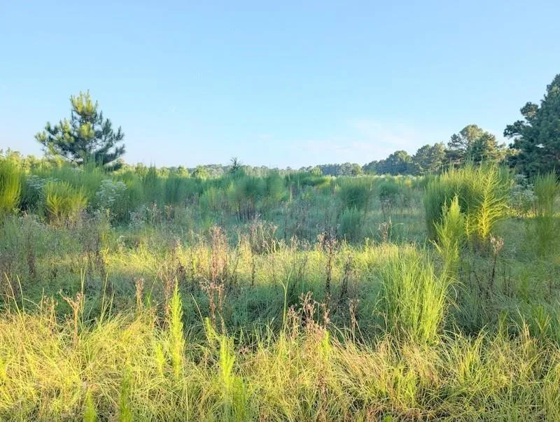 County Road 3385 Lovelady, TX 75851
