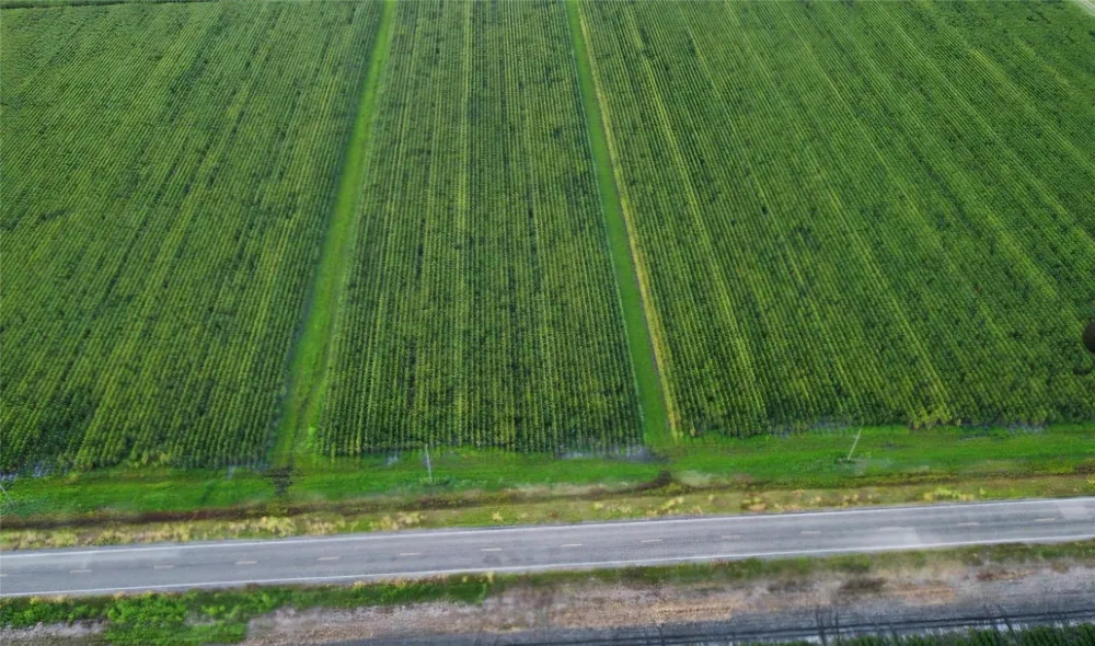 Fm 1164 Road East Bernard, TX 77435
